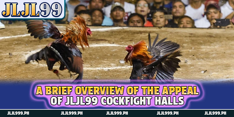 Cockfight 1 A brief overview of the appeal of JLJL99 Cockfight halls