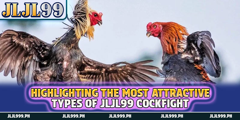 Cockfight 2 Highlighting the most attractive types of JLJL99 Cockfight