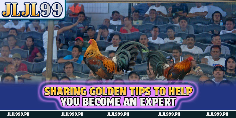 Cockfight 3 Sharing golden tips to help you become an expert